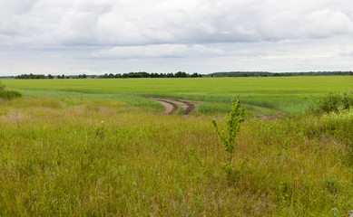 Fototapeta premium field with grass