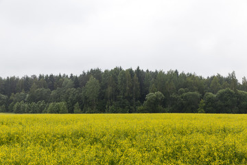 yellow rapeseed