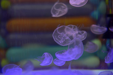 The beautiful jellyfish