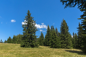 Fototapeta na wymiar Amazing Summer landscape of Rhodope Mountains near Snezhanka peak and ski resort Pamporovo, Smolyan Region, Bulgaria
