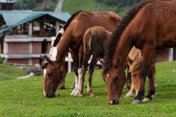 Naklejka na ściany i meble Group of horses grazing grass on pasture field