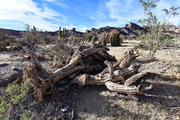 Dead cactus wood in the Quebrada Palala near Tupiza, Bolivia