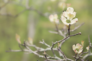 White Dogwood