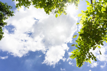 Obraz premium Beautiful up view on tree and Cirrus clouds on blue sky.