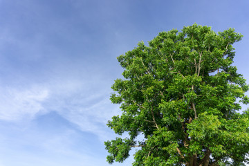 Landscape tree beautiful with blue sky and cloud background,Copy space.