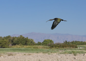Flying White Faced Ibis