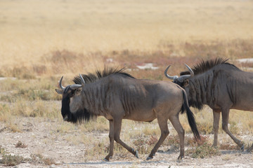 gnu buffalo group eating in africa