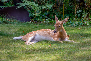 Sleepy Whitetail fawn laying on grasss 