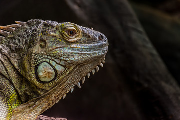 Iguana