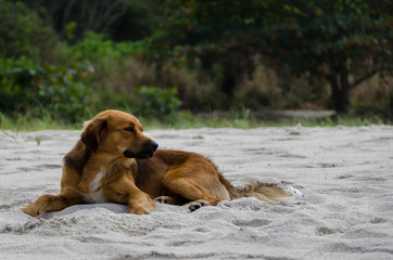 Reflexive Dog