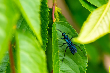 Flying insect on leaf