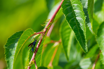 Flying ant on leaf