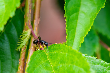 Ant on Leaf