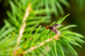 Flying insect on Leaf