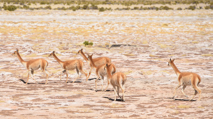 A group of Vicunas graze on the altiplano near Uyuni, Bolivia