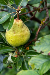 Single pear growing on a branch, ready to harvest
