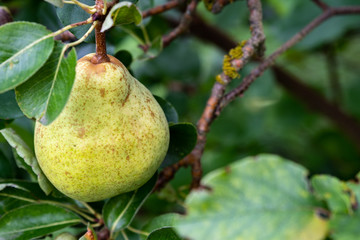 Single pear growing on a branch, ready to harvest
