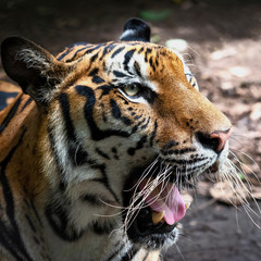 Portrait of tiger.
