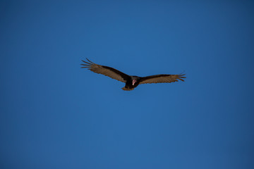 an eagle in flight from Antarctica