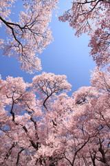 満開の桜に囲まれた空