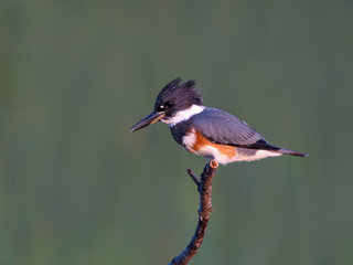 Belted Kingfisher Closeup Portrait on Green Background