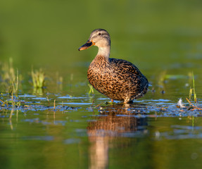 Female Mallard Standing on Green Background
