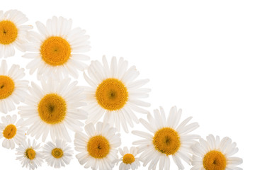 Fototapeta premium chamomile or daisies isolated on white background with copy space for your text. Top view. Flat lay