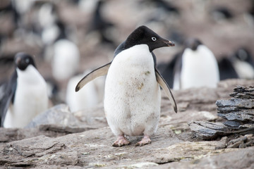 penguin in the arctic