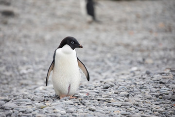 Naklejka premium penguin in the arctic