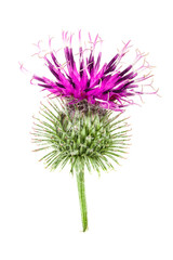 Burdock flower isolated on white background. Medicinal plant: Arctium