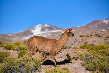 A group of Greater Rhea / Nandu (Rhea americana) graze on the Altiplano, in the Eduardo Avaroa National Reserve, Uyuni, Bolivia