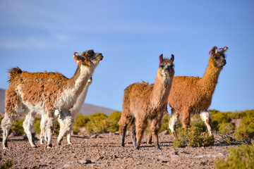 A group of Greater Rhea / Nandu (Rhea americana) graze on the Altiplano, in the Eduardo Avaroa National Reserve, Uyuni, Bolivia