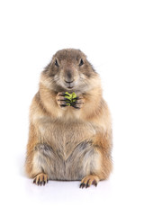Prairie dog holding green snack in hands and enjoy eating.