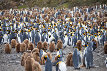 penguin in the arctic