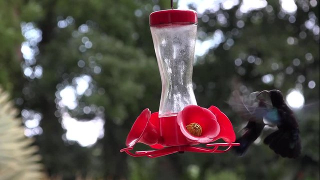 Mangeoire pour colibris