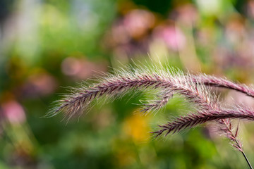 feathery ornamental pampas grass macro