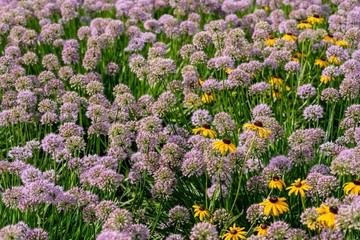 field of wild onion allium