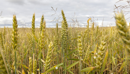 agricultural field