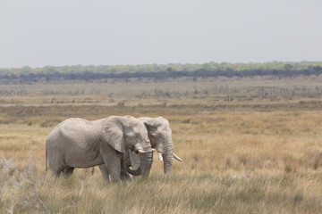 elephant in africa in a group