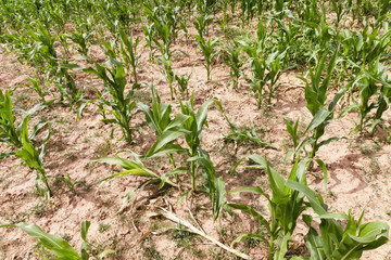 green maize