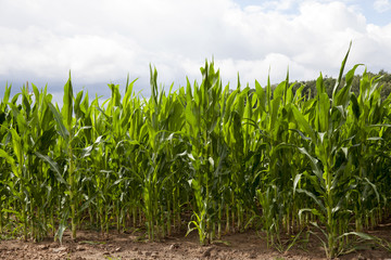 field with green corn