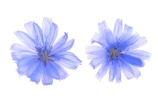 Chicory flower isolated on white background macro without a shadow