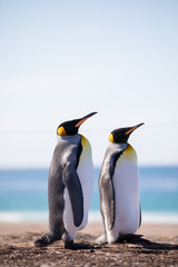 penguin in the arctic