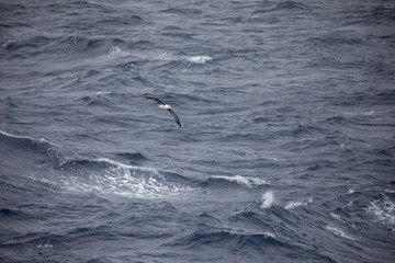 antarctic bird is looking for food