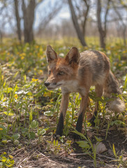 Fox in the wild