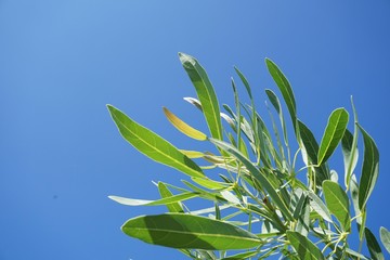 fresh green leaf on blue sky