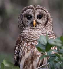 Obraz premium Barred Owl