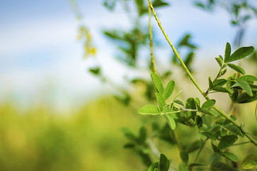Beautiful abstract wild flowers tree with beauty bokeh background. Selective and soft focus blurry for relaxing mood inspirational concept.copyspace on left