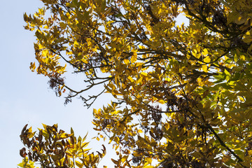 yellowed ash foliage