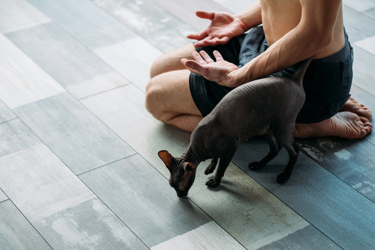 Friendly Yoga Training Companion. Sphynx Cat And His Owner Relaxing Together After Gym Workout. Physical Exercises For Fit And Strong Male Body.